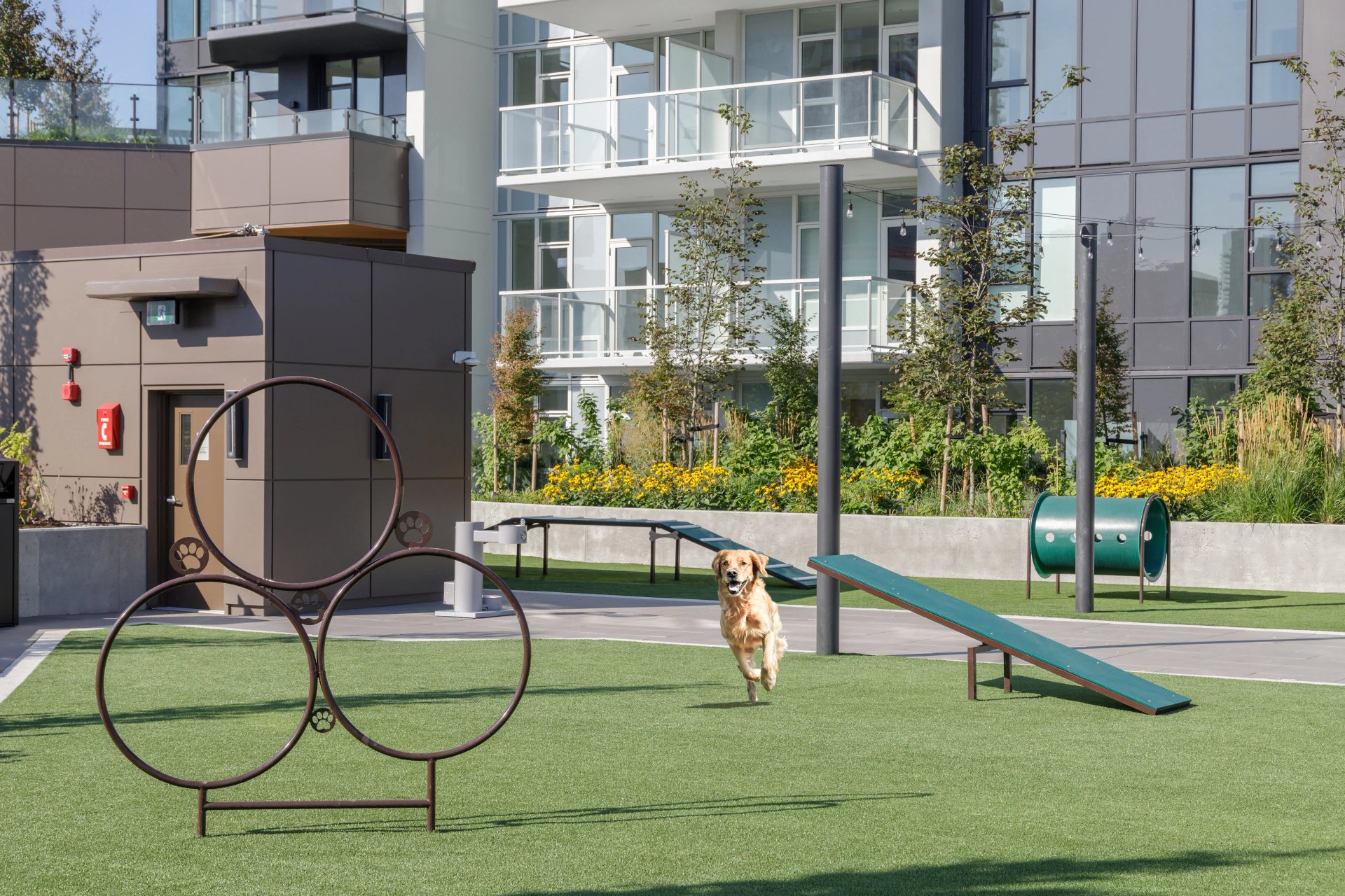 Dog enjoying the Gilmore Place dog park